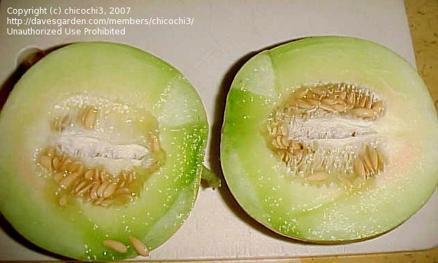 کانتالوپ یا گرمک